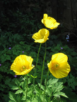 Yellow Poppies 02