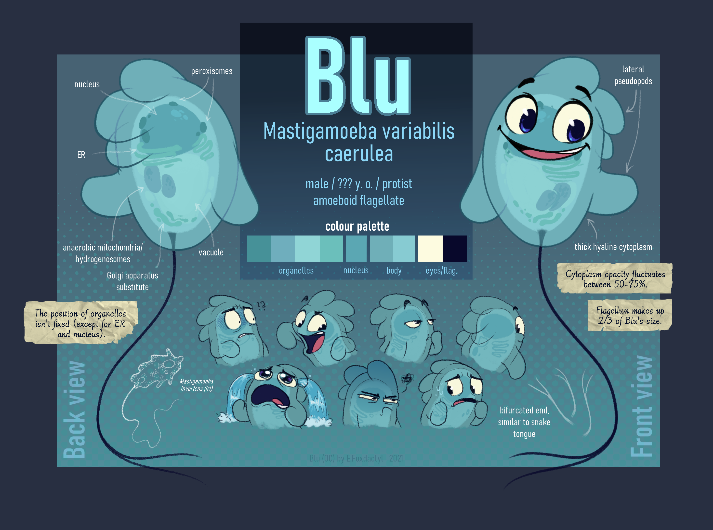 Blue Fog Player006 Reference Sheet by UnkownFenikenFox on DeviantArt