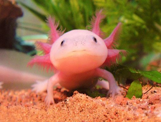 How to Pronounce Axolotl  