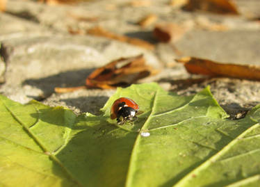 ladybug save your life
