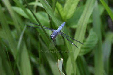 Blue Dragonfly