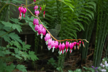 Bleeding Heart