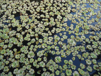 Waterlilies :D