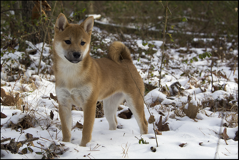 Snow Dog