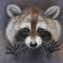 Racoon