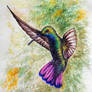 Colibri 2