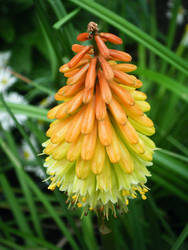 Torch Lily