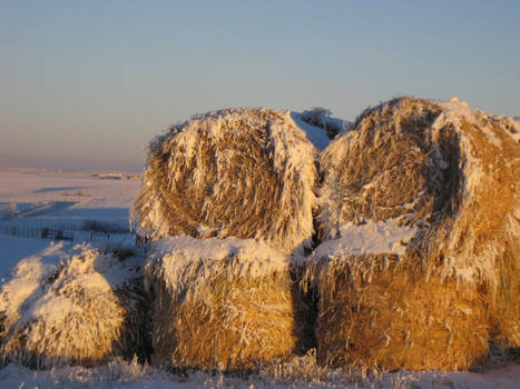 Hairy Bales