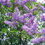 The lilac