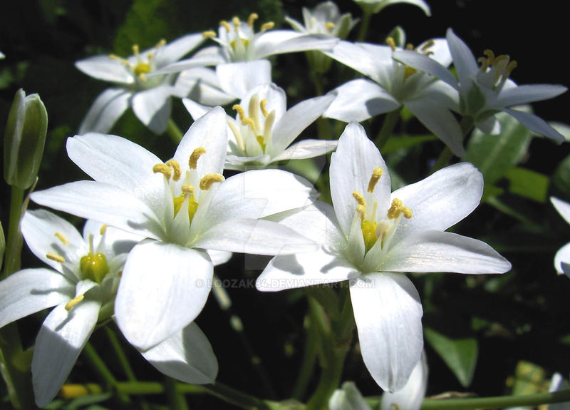 Little white flowers 02