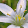 Little white flower close-up