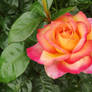 Yellow-pink rose 1