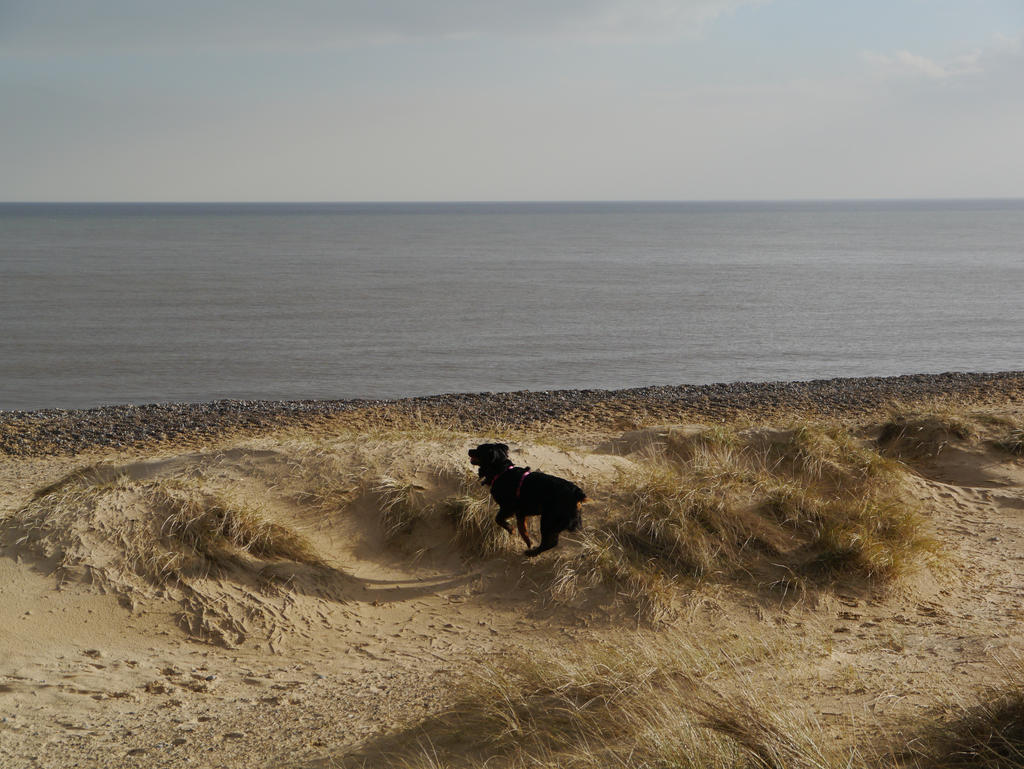 Juno on the dunes!