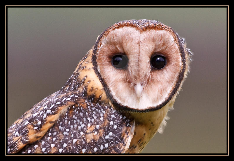 Masked Owl