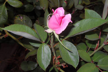 Another Pink Rose Bud