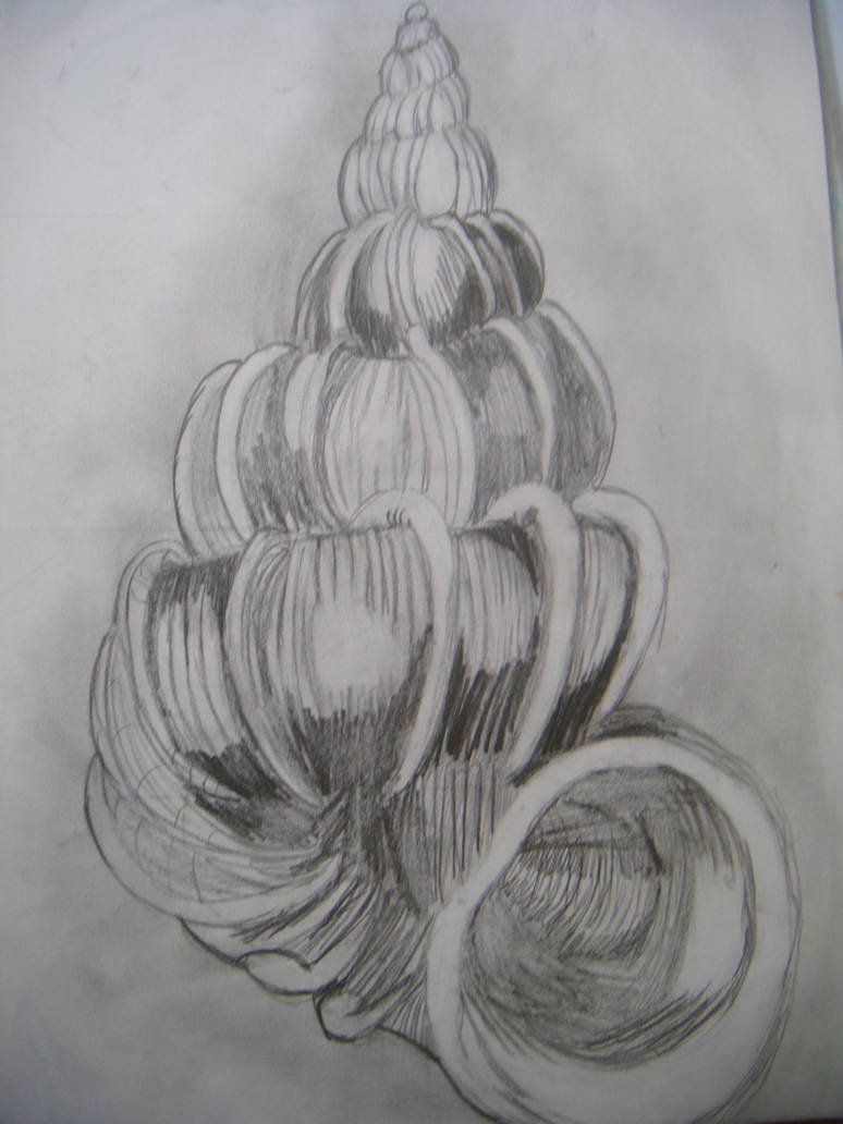 Natural Forms - Shell by fibithemad on DeviantArt