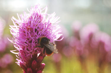 Bumbling flowers