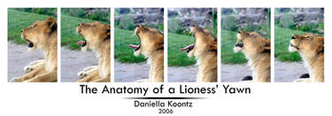 Anatomy of a Lioness Yawn