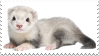 ferret stamp