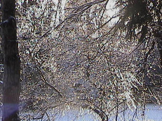 Crystal Ice Trees 8