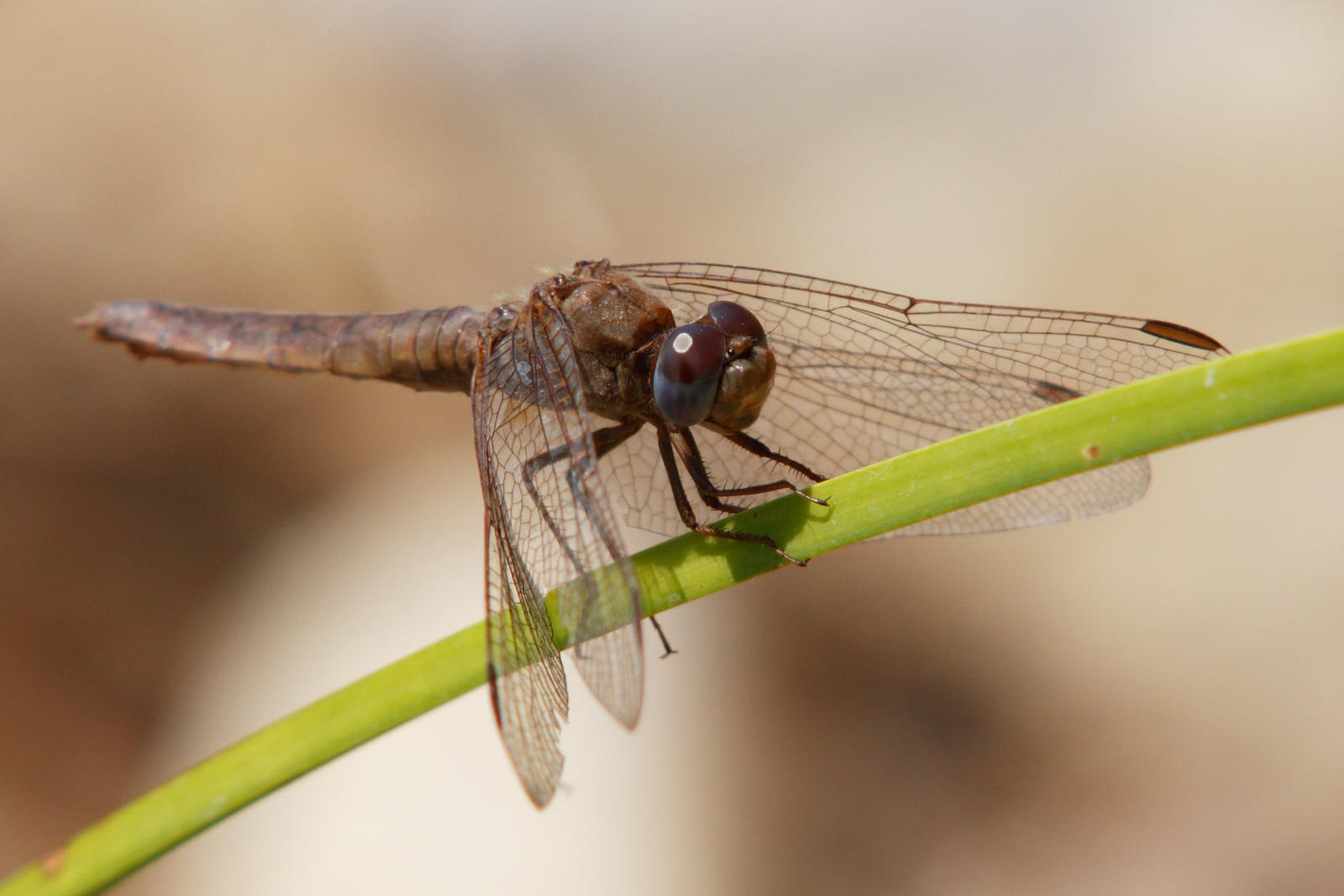 dragonfly 2