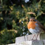 Friendly Little Robin