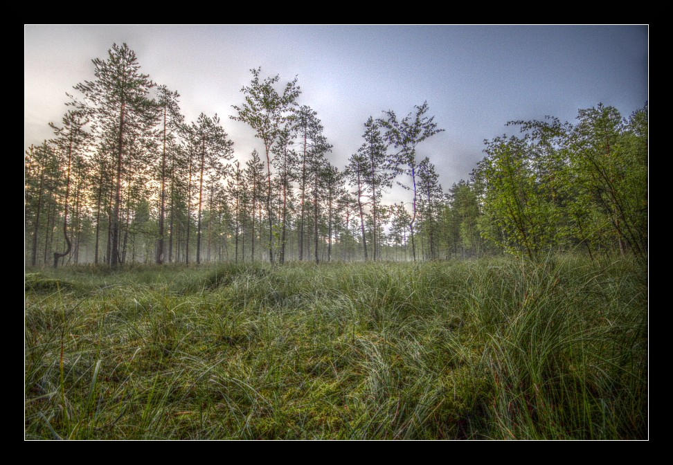 HDR Swamp