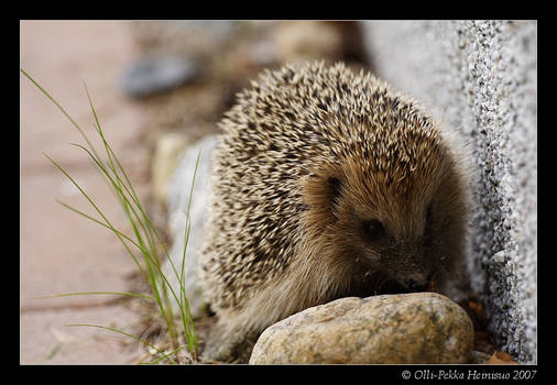 Hedgehog