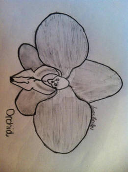 An Orchid