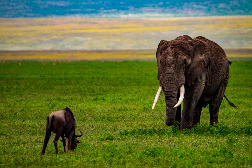 King Oliphaunt by TokyoGamu on DeviantArt