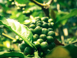 Green Coffe