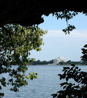 Jefferson Through Tree