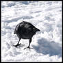 Winter Raven