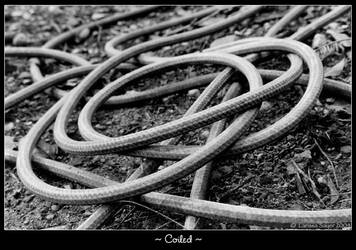 Coiled