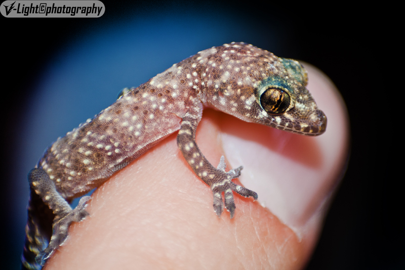 Tiny Gecko