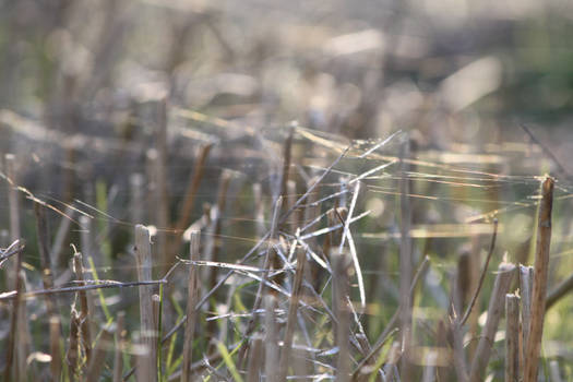 spiderwebs on the field