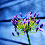 Purple Flower on Blue Wood