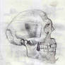 Skull Study