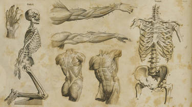 1700's Anatomy Wallpaper