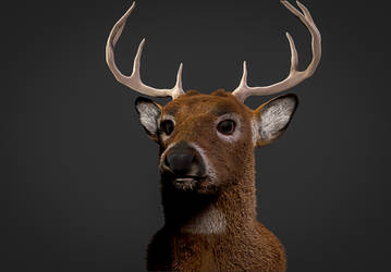 Deer head - Zbrush Render