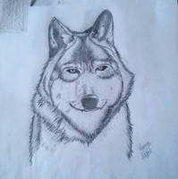 Sketch wolf