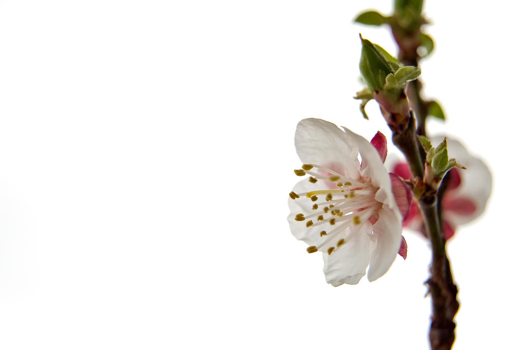 Apricot blossom