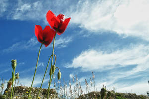 Eleusinian poppy