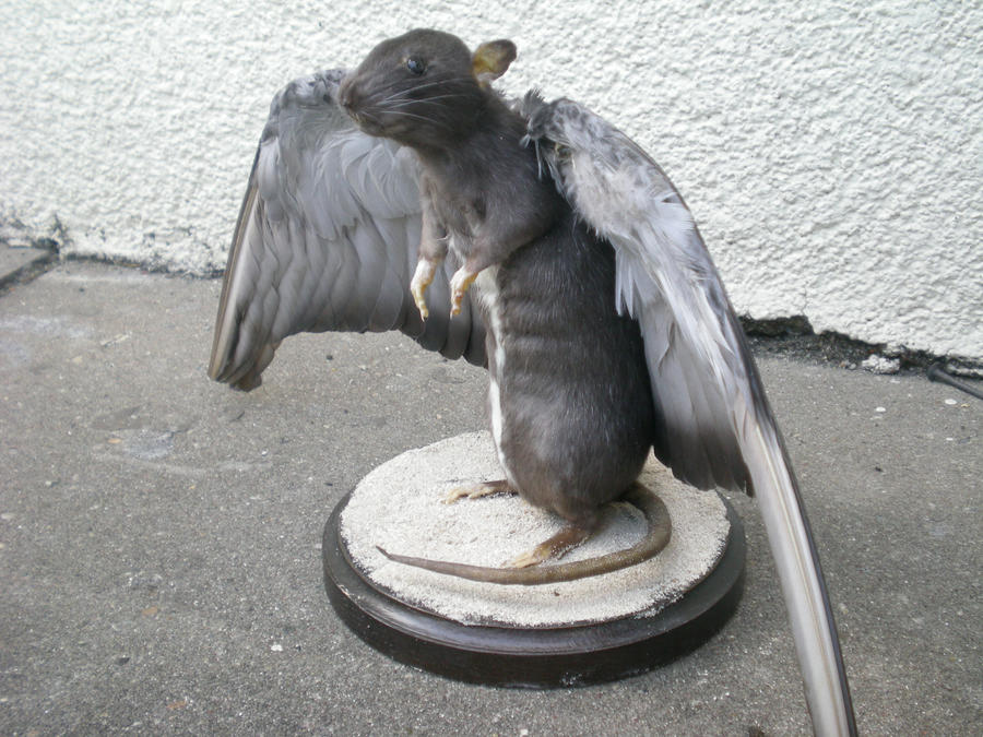 Winged Rat