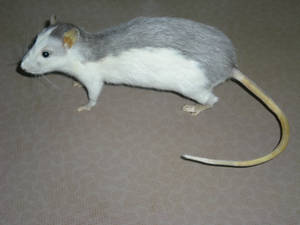 rat 1 ( for sale, 50 Euro)