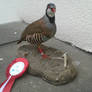 Bird taxidermy /Red-legged partridge/ Rothuhn