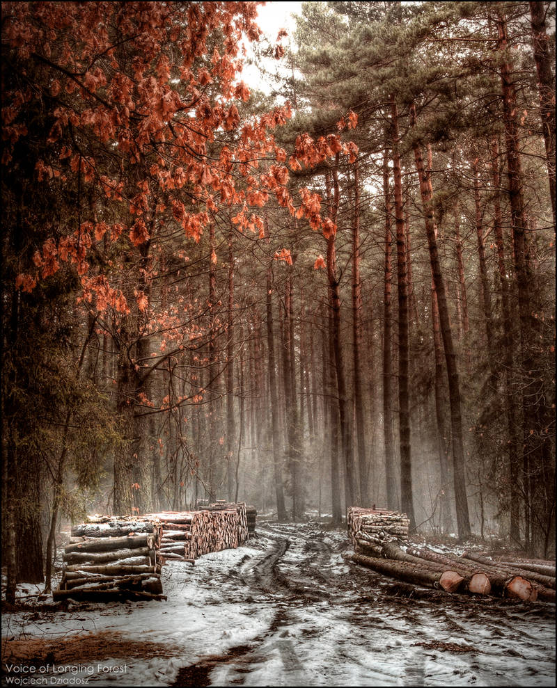 Voice of Longing Forest by WojciechDziadosz
