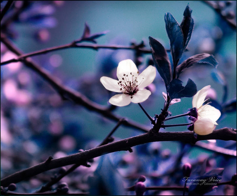 Faraway Voice by WojciechDziadosz