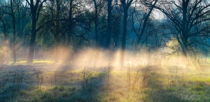 Forest Spirits