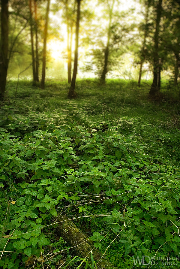 Forest Carpet